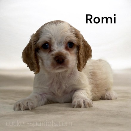 puppy, for, sale, Cocker Spaniel, Joe & Cherri  Overlease, dog, breeder, Miller, MO, dog-breeder, puppy-for-sale, forsale, nearby, find, puppyfind, locator, puppylocator, aca